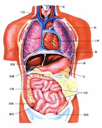 人体内脏结构图